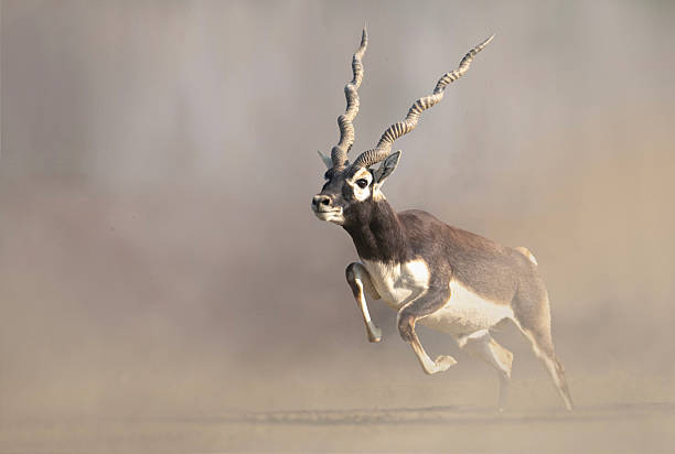 istock Blackbuck Antelope Running Through the Dusty Plains 2223219292