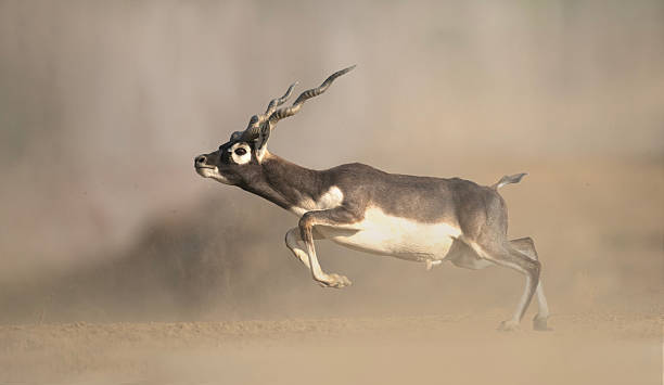 istock Blackbuck Antelope Running Through the Dusty Plains 2223219333