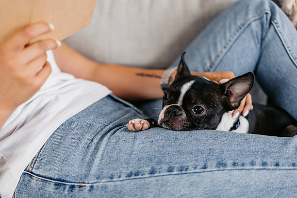 istock Young Woman With A Boston Terrier Dog Reading A Book While Lying On The Sofa 2223220966