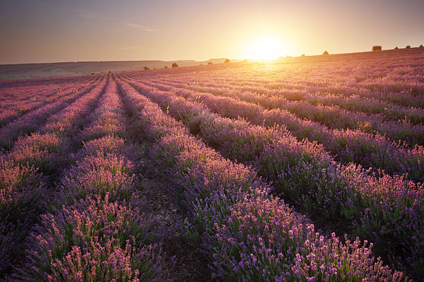 istock Meadow of lavender at sunset. 2223221210