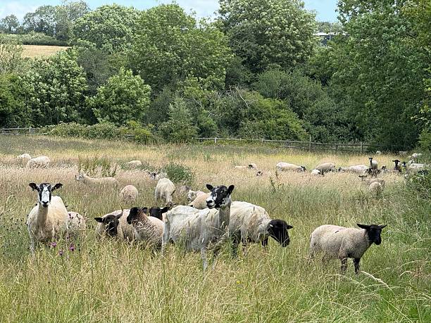 istock Sheep In A Fallow Field, Northamptonshire, England 2223221459