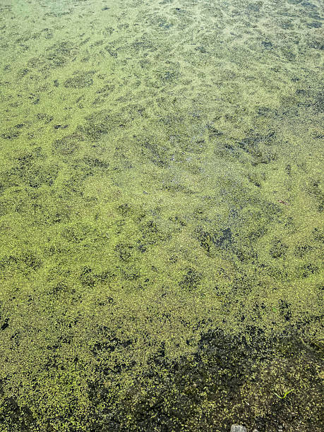 istock Duckweed floating on the surface of a tranquil pond, creating a lush green carpet, with sunlight filtering through the water, serene aquatic environment, Marshland landscape 2223221524