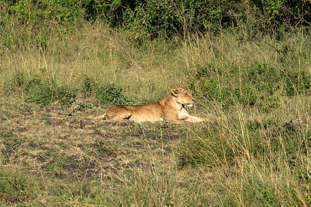 istock lioness is lying in the grass 2223221591