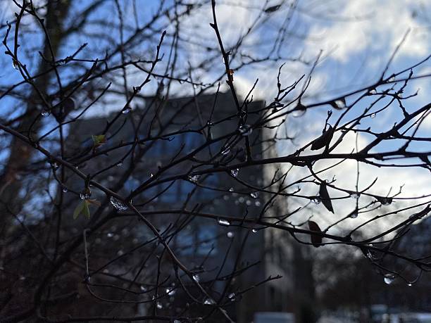 Urban Nature Contrast.