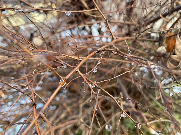 Macro photo of tangled brown twigs.