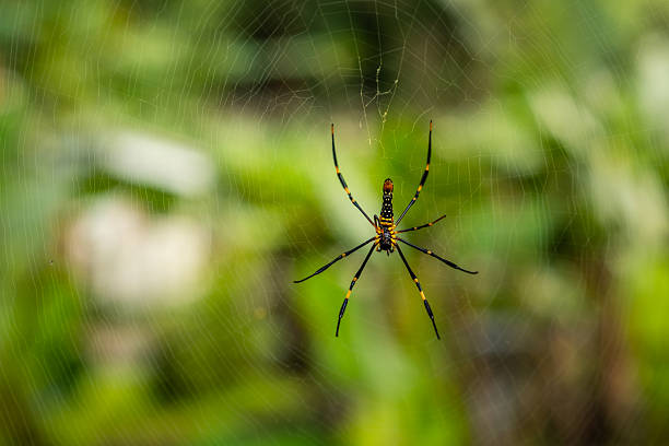 Close-up of a golden orb-weaver spider centered in its web, set against a soft green forest background in natural daylight.