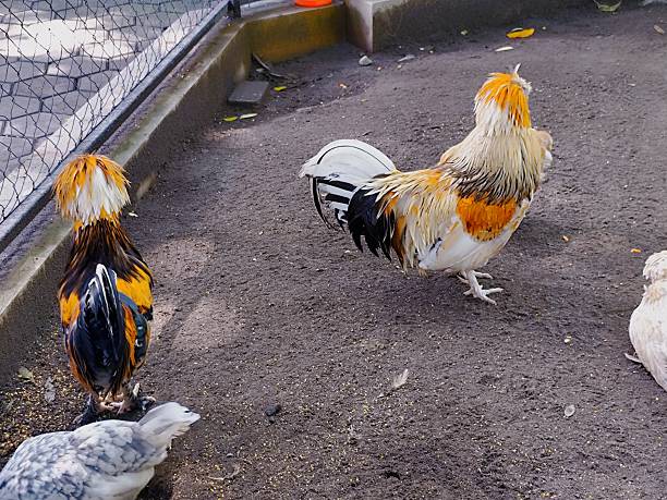istock rooster with colorful feathers in the cage 2223223491