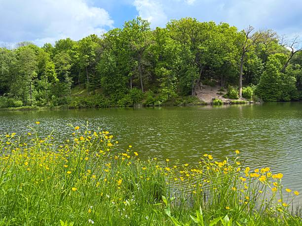 istock Summer landscape with lake, trees and wild flowers. 2223223818