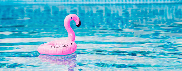 istock Pink flamingo float in swimming pool 2223224024