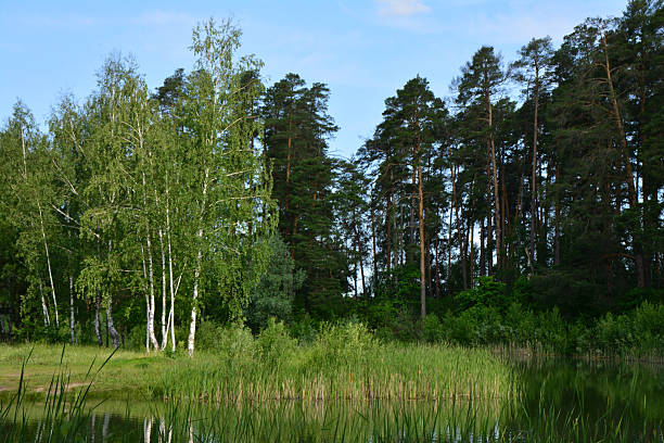 Forest and Lake A Serene Natural Landscape summer wallpaper
