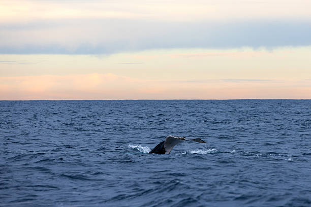 A beautiful large humpback whale lifts its tail (fluke) above the ocean’s surface as it dives down on its migration along the coastline. Captured below a pastel sunset.