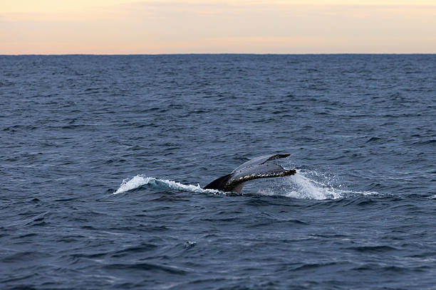 istock A large humpback whale lifts its tail (fluke) above the ocean’s surface as it dives down on its migration along the coastline. 2223225004