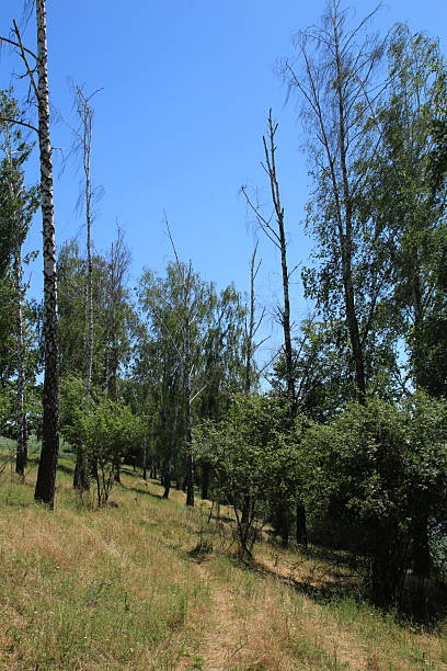 istock A group of trees in a forest 2223226079