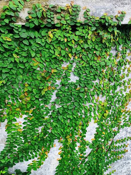 istock climbing plants on the wall 2223226120