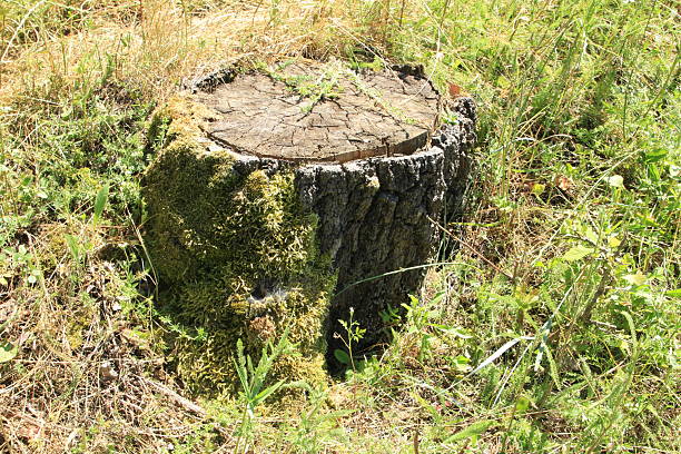 A small hut in the grass. Grass. Outdoor. Standing. Building material. Stone
