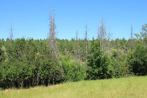 A grassy area with trees in the background. Tree. Outdoor. Grass. Sky. Field