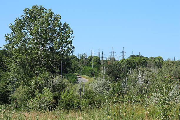 istock A group of trees in a field 2223226347