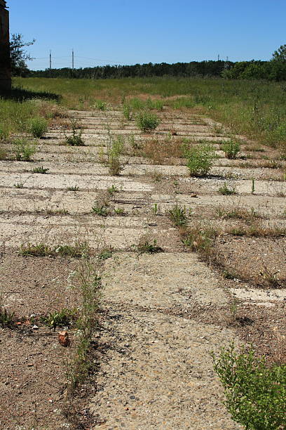 istock A dirt path with plants and bushes 2223226359