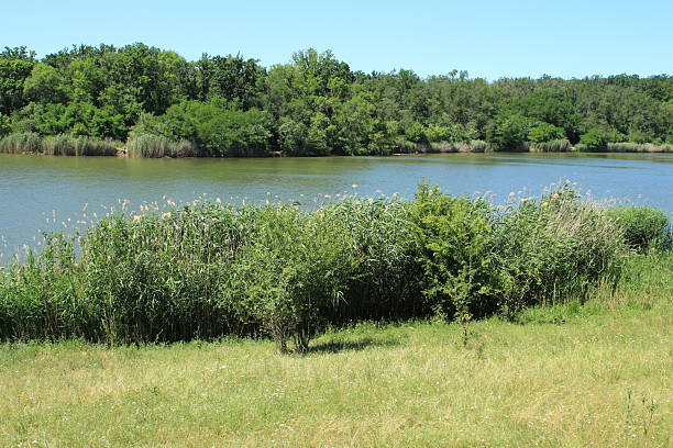 istock A grassy area with trees in the background 2223226785