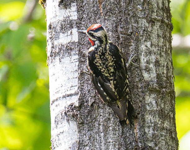 istock Yellow bellied sapsucker 2223227566