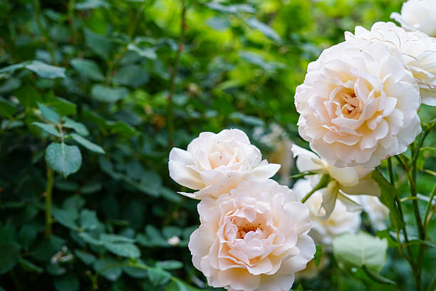 istock Soft cream-colored roses bloom gracefully against a rich green leafy background in a peaceful garden setting 2223227633