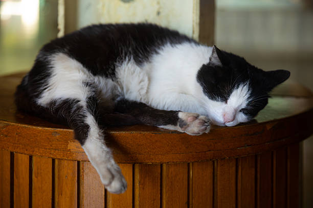A black and white street cat sleeps peacefully on a wooden table in Istanbul, Turkey. The city is famously known for its deep cultural bond with stray cats, who roam freely and are lovingly cared for by locals. This tranquil scene captures the relaxed, harmonious coexistence between animals and urban life in Istanbul.