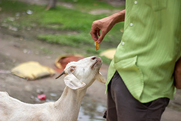 A handsome boy is feeding a white goat.