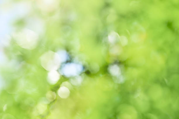 istock Abstract Fresh green background Bokhe 2223231095