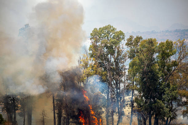 Forest fire in an anti-forest area with eucalyptus trees due to excessive heat and climate change