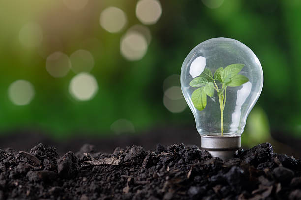 Green sprout growing inside a light bulb in soil,Clean energy stock photo