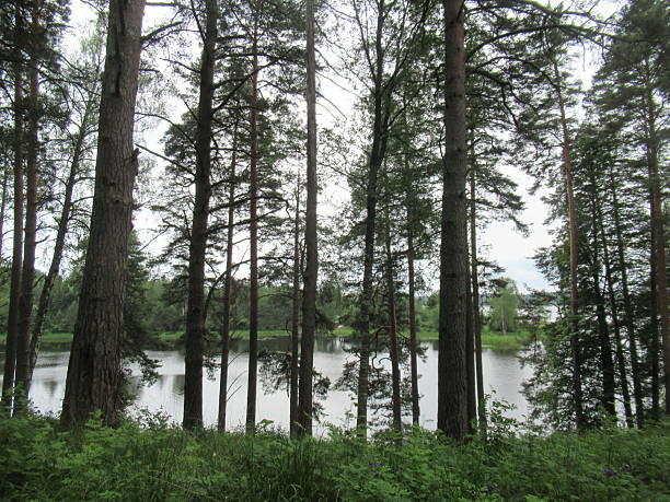 istock The river is visible behind the trunks of the trees 2223233348