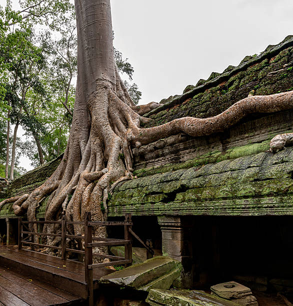 Exploring Ancient Ruins of Ta Prohm Temple at Angkor, Siem Reap