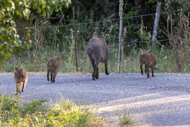 istock A mother boar pig is leading her three piglets across a road 2223237998