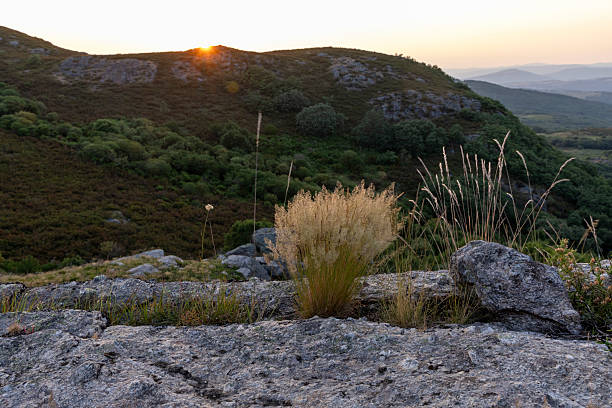 A small plant is growing on a rock in a field. The sky is orange and the sun is setting