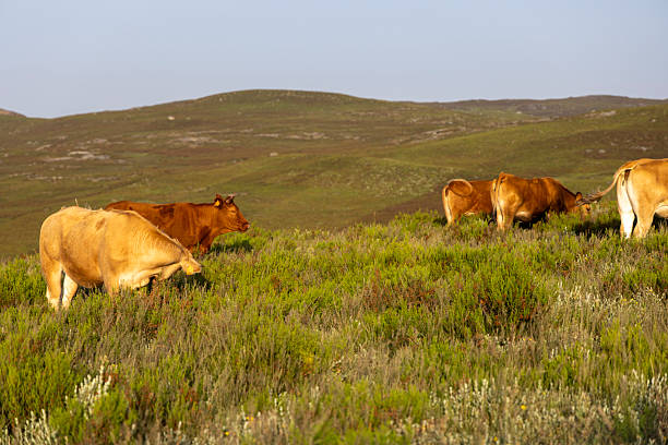 A herd of cows are grazing on a hillside. The cows are brown and white. The grass is green and the sky is blue