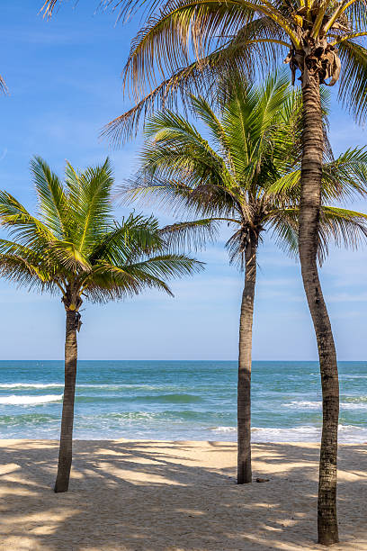 istock Tropical beach with palm trees and blue ocean waves on a sunny day 2223239163
