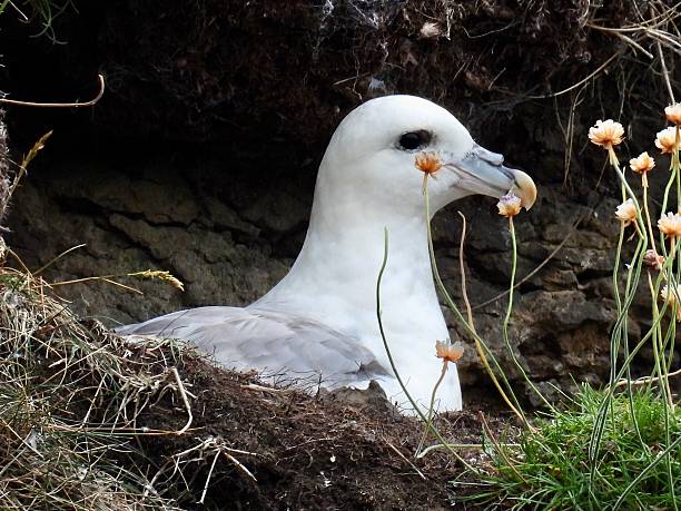 istock Northern Fulmar close up profile Dunstanburgh castle 2223239615