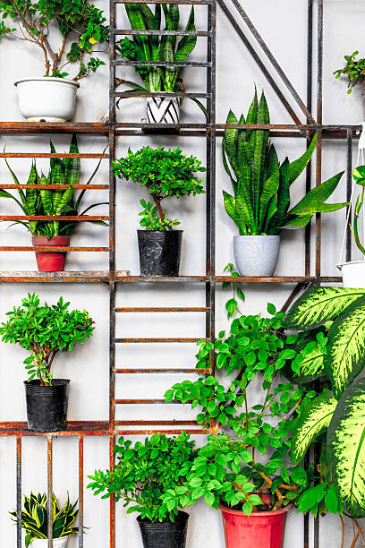 istock Indoor plants on rustic metal shelving with vibrant greenery 2223239924