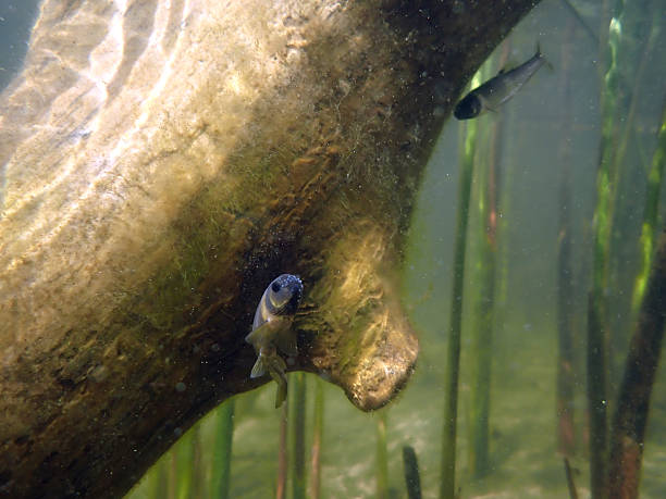 Male Fathead minnow (Pimephales promelas) guarding a clutch of eggs laid on the underside of a submerged log in a murky boreal lake, underwater perspective.