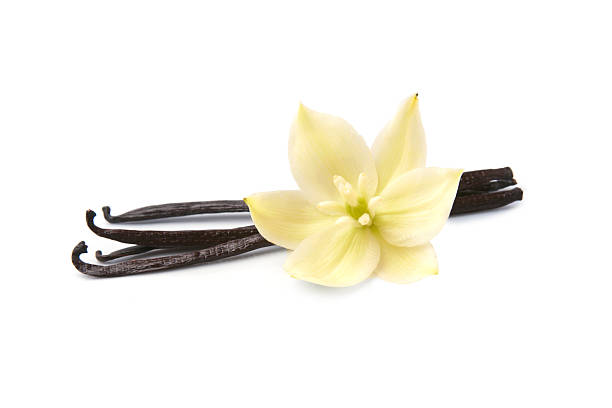 istock Vanilla stick with vanilla flower 2223241918
