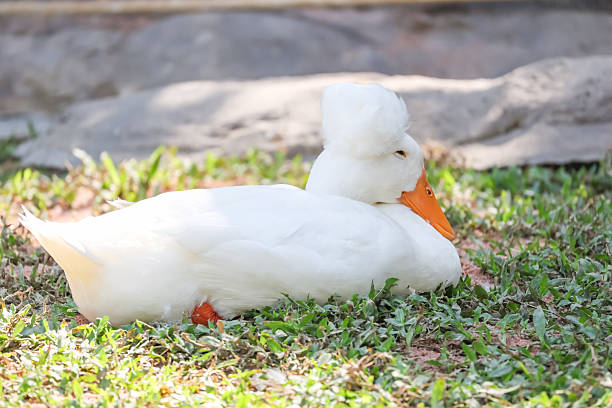 istock The white Duck is stay in nature garden 2223241931
