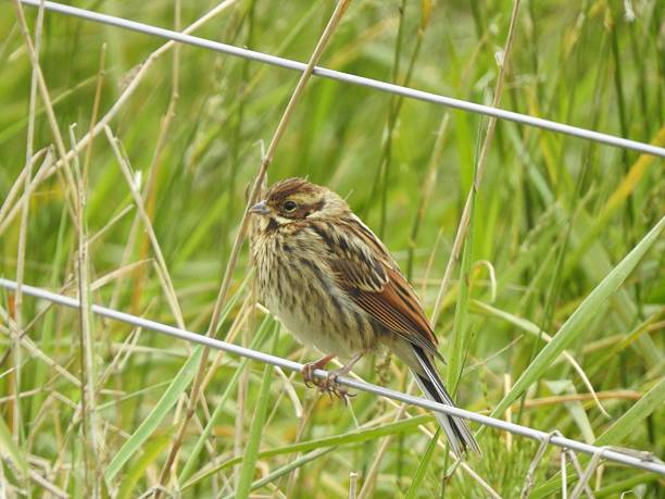 istock Close-up side view of female Reed Bunting that is facing left while perching on the lower wire of a fence 2223242235