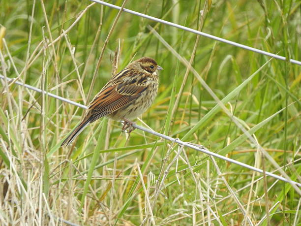 istock Close-up side view of female Reed Bunting that is facing right while perching on the lower wire of a fence 2223242240