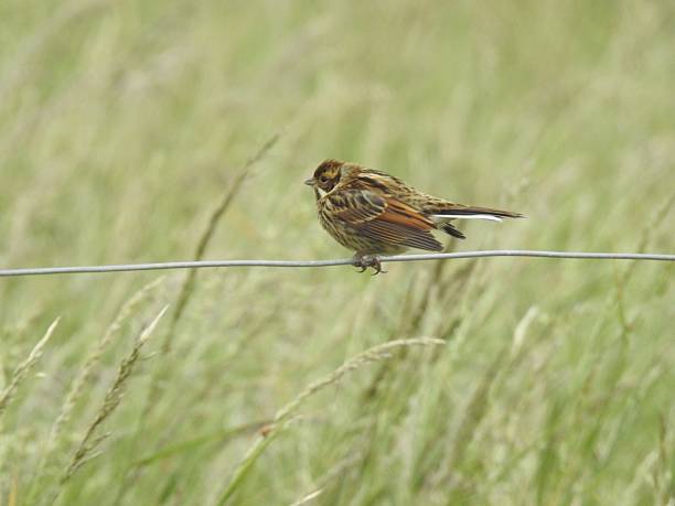 istock Side view of crouching Reed Bunting that is facing left while perching on a horizontal metal wire 2223242246