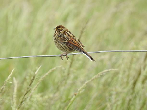istock Side view of Reed Bunting  facing left and singing with open beak while perching on a horizontal metal wire 2223242247