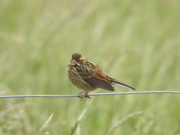 istock Close side view of Reed Bunting that is facing left with head turned towards the camera while perching on a horizontal metal wire 2223242249