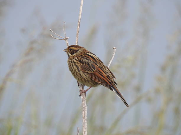 istock Close side view of Reed Bunting that is facing left while perching on a vertical stem 2223242266