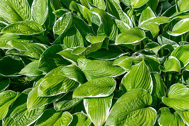 istock Lush green hosta leaves with vibrant texture in sunlight. Hosta sieboldiana 2223242317