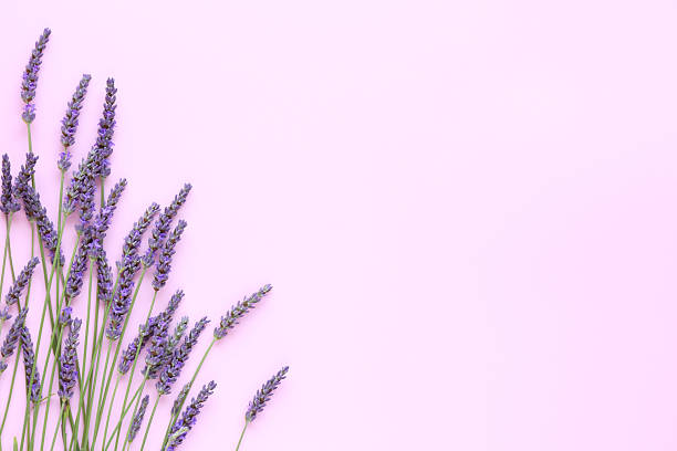 istock Lavender flowers coner on a soft pink background with place for text 2223246577
