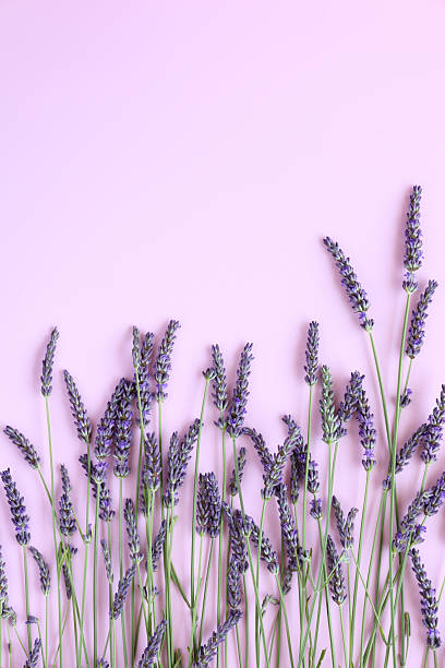 istock Beautiful lavender flowers bouquet on soft pink vertical background with place for text 2223246578